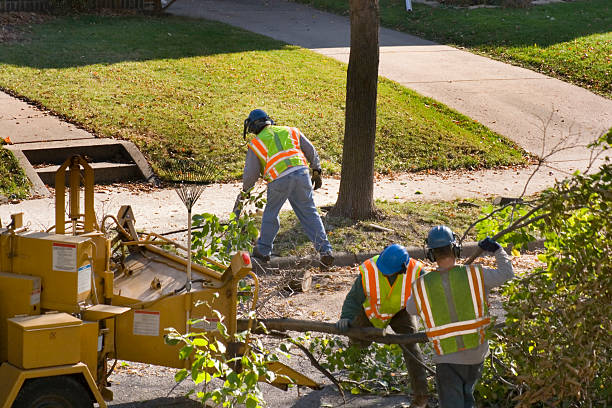 Best Tree Removal Service  in USA